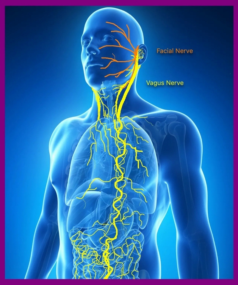 Vagus__nerve